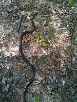 Black Snake on Trail