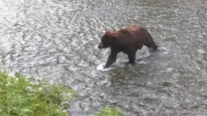 Grizzly fishing.