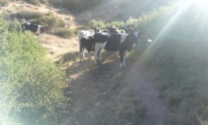 Cows on PCT